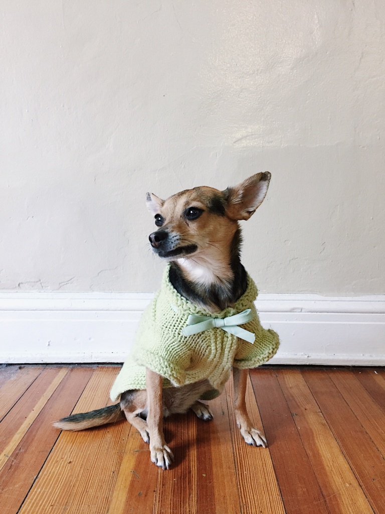 Knitting a Tiny Dog Sweater - Sophie Hines - DIY - Blog - Knit Project