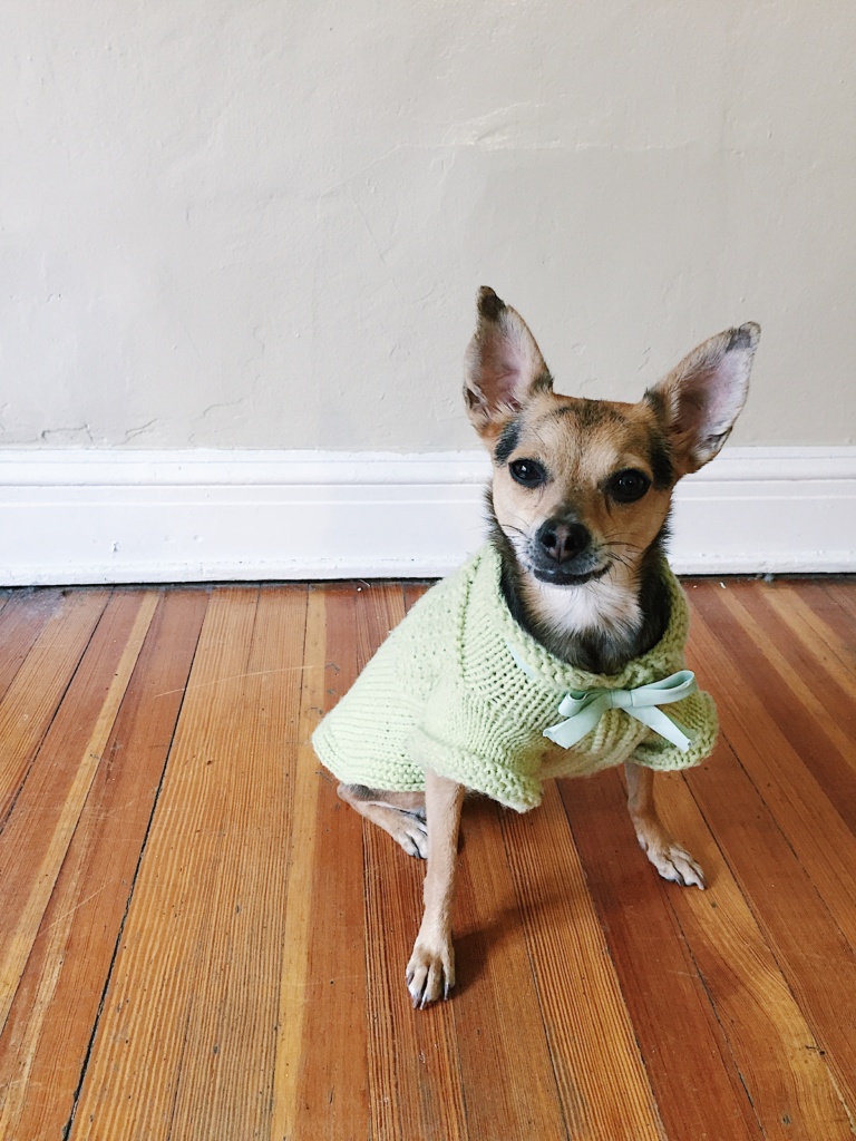 Knitting a Tiny Dog Sweater - Sophie Hines - DIY - Blog - Knit Project