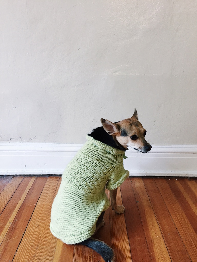 Knitting a Tiny Dog Sweater - Sophie Hines - DIY - Blog - Knit Project