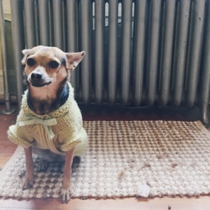 Knitting a Tiny Dog Sweater - Sophie Hines - DIY - Blog - Knit Project