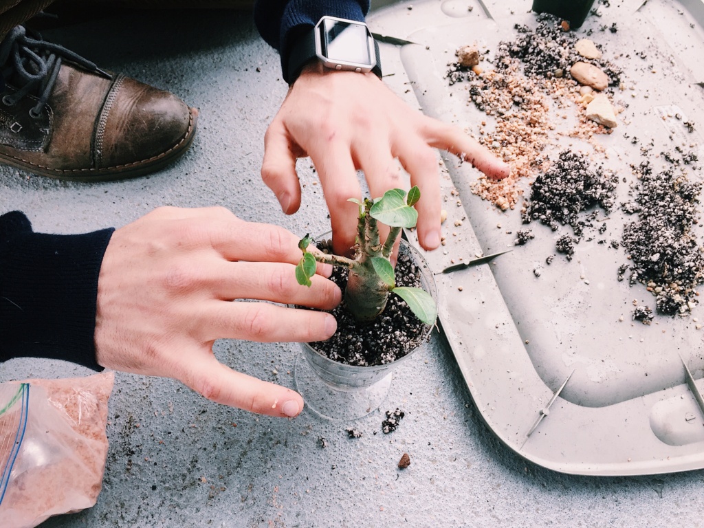 Sophie Hines - Repotting Succulents Tutorial - Succulents - Cactus - Cacti - Gardening - Tutorial - How To - Repotting - Caring for Succulents